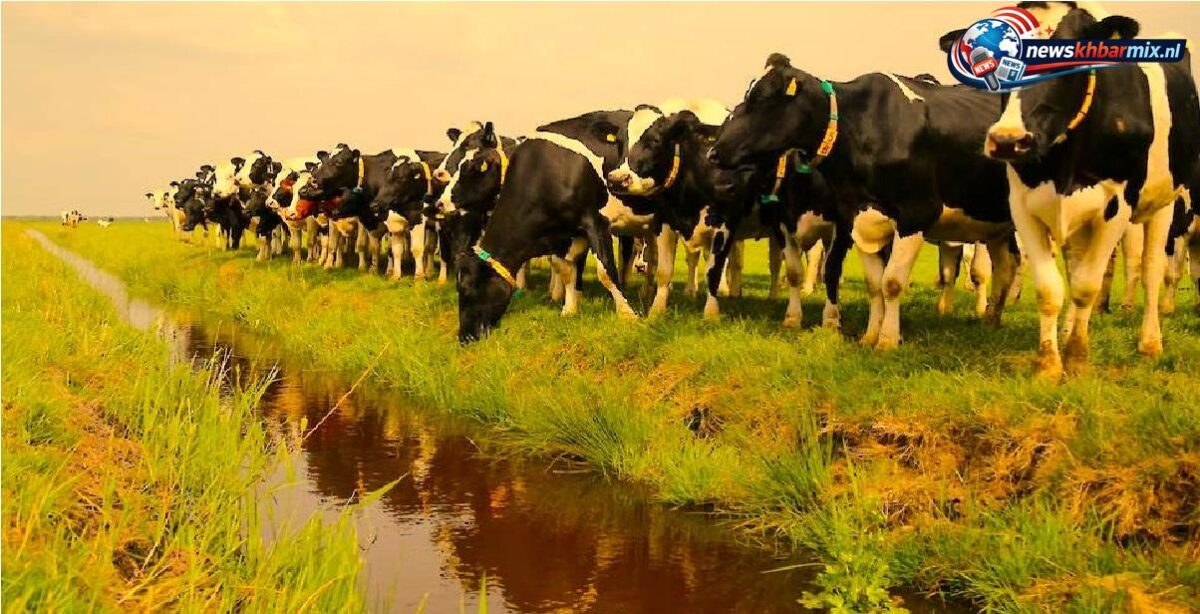 Nam het vruchtbare weg van de veeboer. (8)