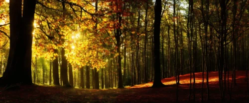 beukenhaag snoeien wanneer