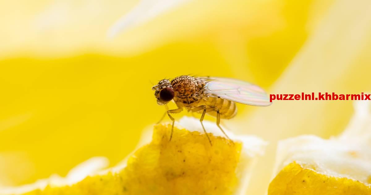 hoe kom je van fruitvliegjes af