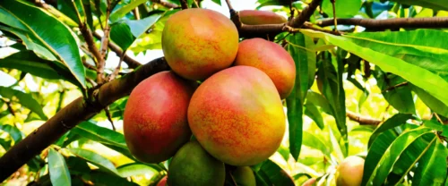 wanneer pruimenboom snoeien