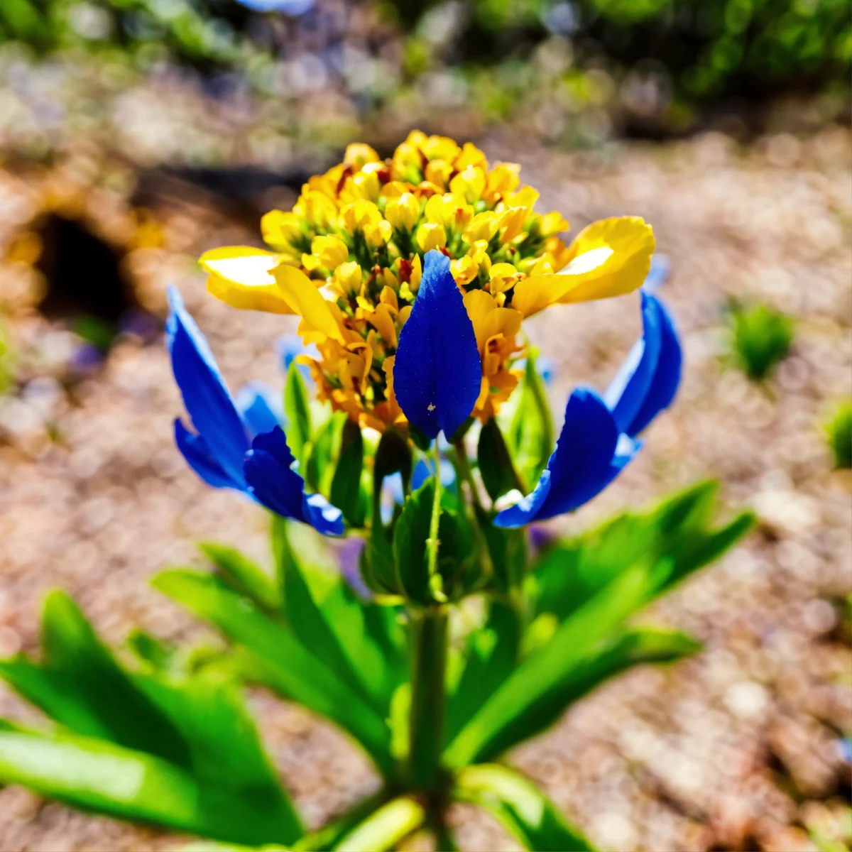 De bloemen van die plant puilen uit (6)