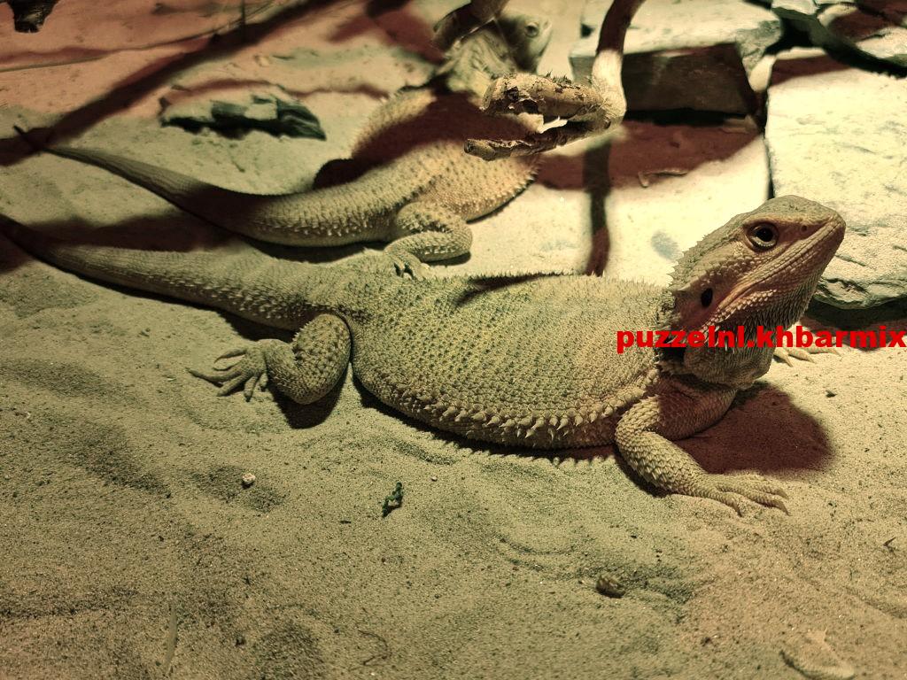 In welke bak houdt men reptielen (9)