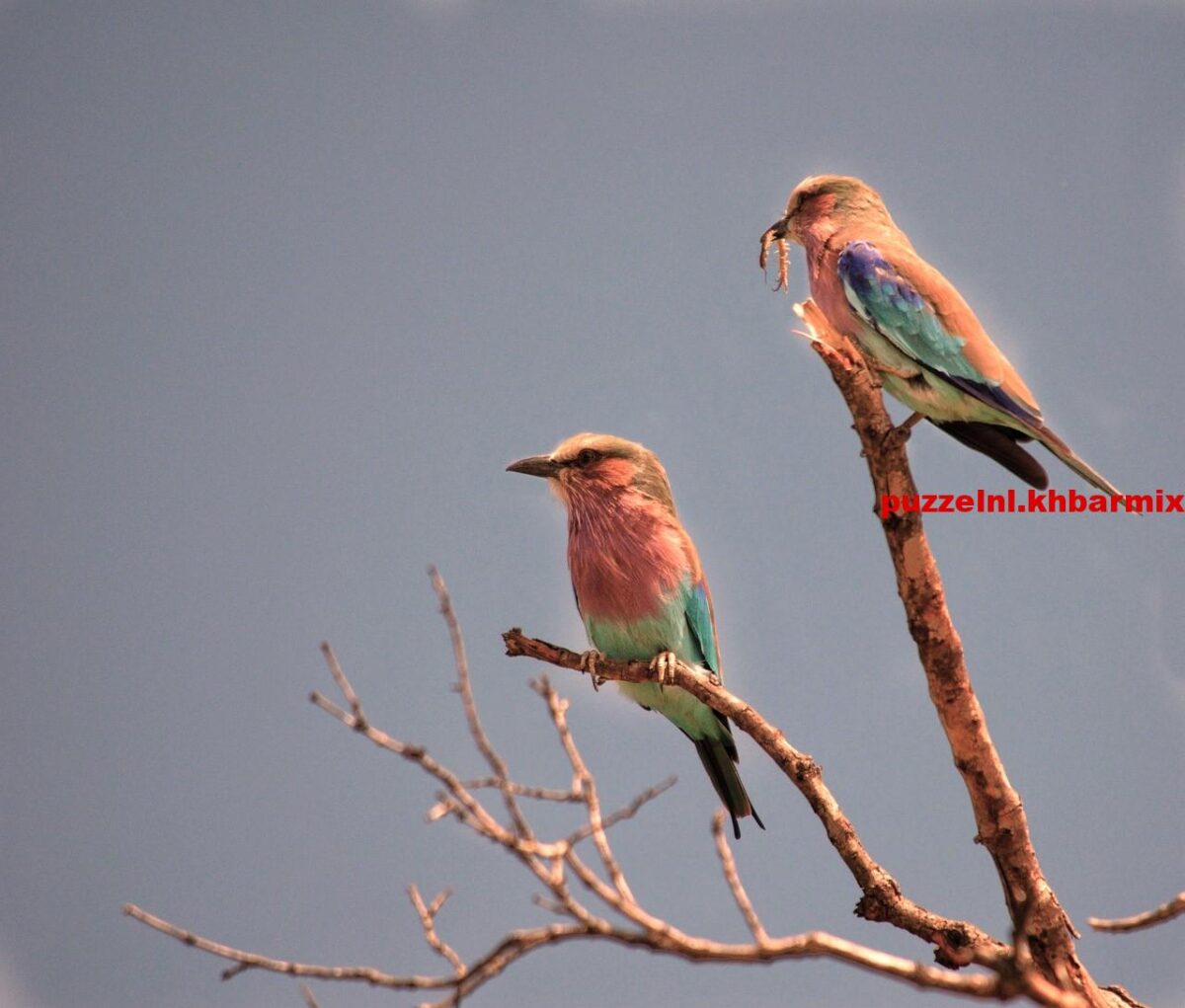 Onderzoekers hebben uitgezocht hoe ‘t kan dat dit dier soms rent met één voet aan de grond (5)