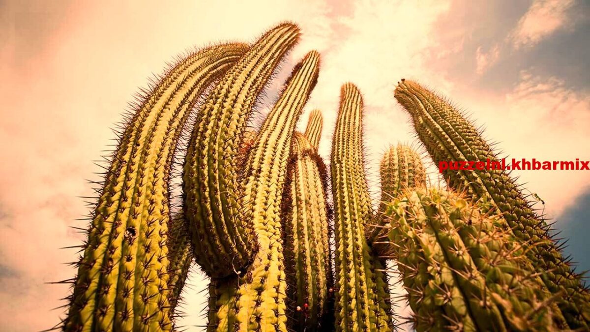 Plant die aangepast is aan droge omstandigheden (7)