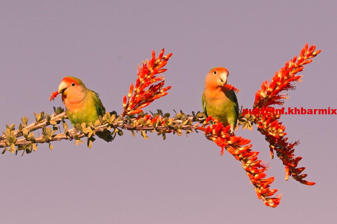 Thema huisdieren uitdaging tweede woord. Start met een A. (9)