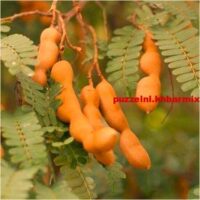 Tropische boom die ook wel asam wordt genoemd. (9)