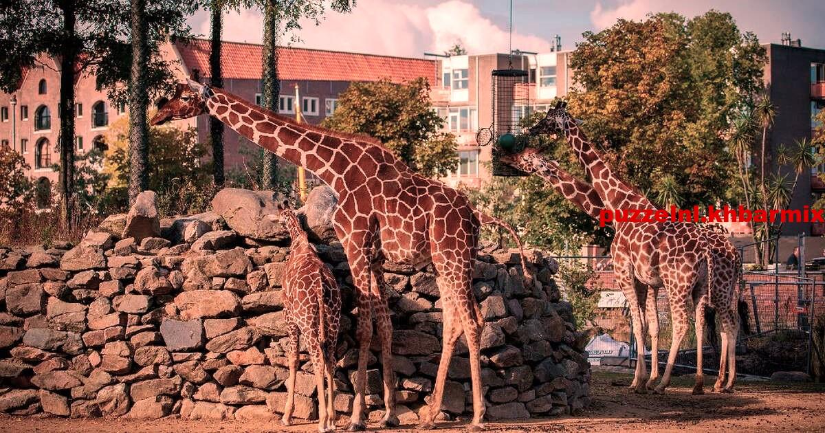 Vreugdevolle dierentuin (7)