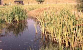 Werd aan de oever om hals gebracht (9)