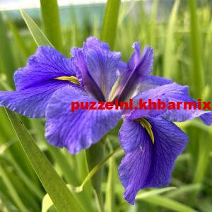 de-Iris-300x300 Deze bloem wordt ook wel zwaardlelie genoemd. (4) letters?