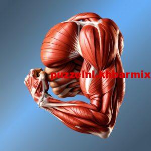 de-biceps-1-300x300 hoe wordt de tweehoofdige opperarmspier genoemd? (6) letters