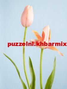 om-welke-bloem-staat-nederland-en-vooral-amsterdam-bekend-225x300 Om welke bloem staat Nederland en vooral Amsterdam bekend? (4) letters