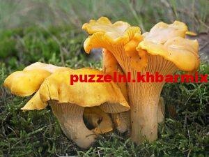 welke-paddenstoel-heet-ook-wel-hanenkam-300x225 welke paddenstoel heet ook wel hanenkam?