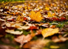 Aan het begin en einde van de najaarsactie hielp het volk. (5)