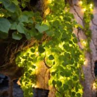 Behoort niet tot de klimopfamilie. (9)