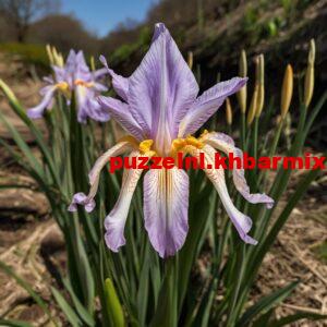 Deze-bloem-wordt-ook-wel-zwaardlelie-genoemd.-4-letters-300x300 Deze bloem wordt ook wel zwaardlelie genoemd. (4) letters