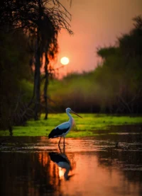 Die vreemde vogel met zijn grote bek is een opschepper. (8)