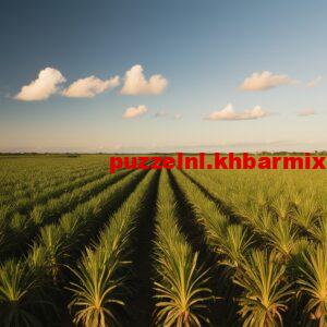 Loopt-verder-op-door-tegenvallende-opbrengsten-in-Brazilie.-10-letters-1-300x300 Loopt verder op door tegenvallende opbrengsten in Brazilië. (10) letters