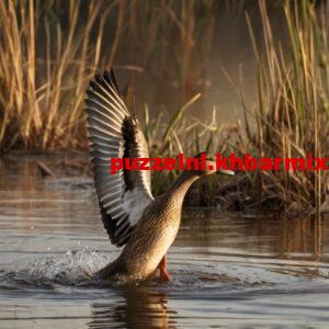 Vaart-achter-uilskuikens-aan-om-op-vogels-te-schieten.-11-300x300 Vaart achter uilskuikens aan om op vogels te schieten. (11) letters?
