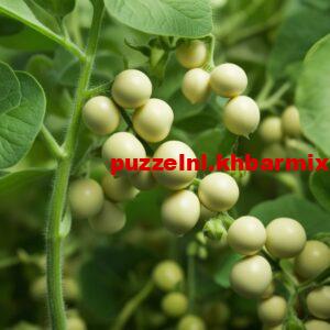 Wat-is-de-grondstof-voor-de-vleesvervangers-tofoe-en-tempeh-4-letters-300x300 Wat is de grondstof voor de vleesvervangers tofoe en tempeh? (4) letters