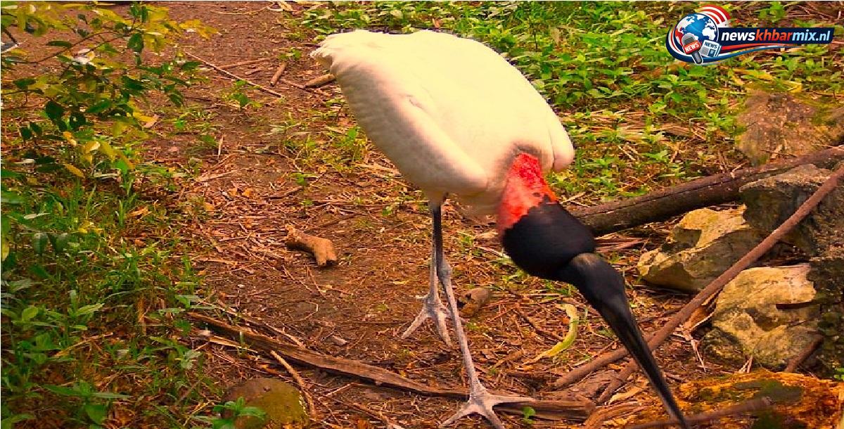 Wat is de naam van de Amerikaanse reuzenooievaar (9)