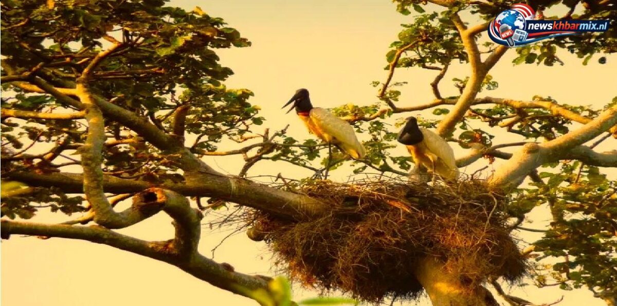 Wat is de naam van de Amerikaanse reuzenooievaar (9) letters