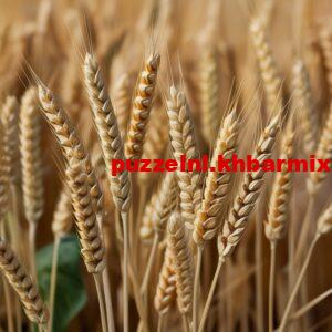 Welk-broodbestanddeel-is-rijk-aan-gluten-5-letters-300x300 Welk broodbestanddeel is rijk aan gluten? (5) letters