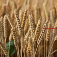 Welk broodbestanddeel is rijk aan gluten? (5) letters