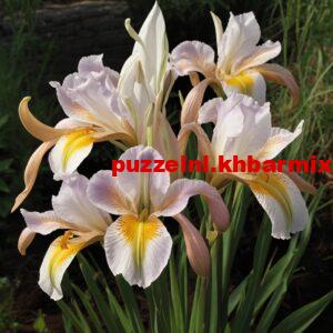 deze-bloem-wordt-ook-wel-zwaardlelie-genoemd-300x300 deze bloem wordt ook wel zwaardlelie genoemd