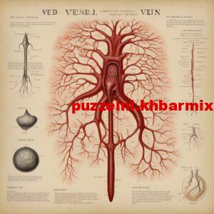 wat-is-de-gangbare-naam-voor-een-bloedvat-300x300 wat is de gangbare naam voor een bloedvat?