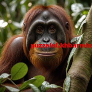 wat-is-de-letterlijke-betekenis-van-orang-oetan-7-300x300 wat is de letterlijke betekenis van orang-oetan? (7) letters?