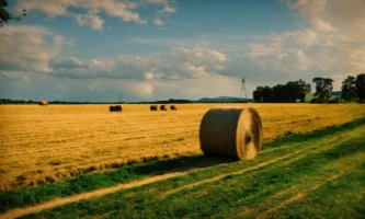 De toelevering is een beetje van de baan voor dierenvoedsel (9)