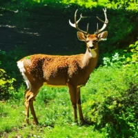 Dit is het grootste op Curaçao voorkomende zoogdier. (4)