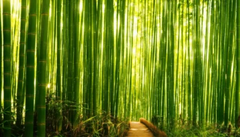 Grasachtige plant die wel 80 cm per dag kan groeien (6) letters