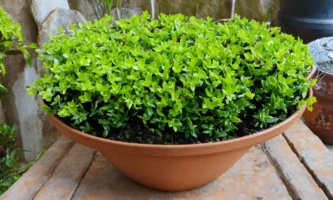 Groene dakbedekking (5)