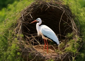 Klinkt als takkenwerk waarmee ze de boom in kunnen. (8)