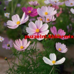 Oorspronkelijk-Grieks-plantje-dat-overal-om-ons-heen-te-vinden-is-6-300x300 Oorspronkelijk Grieks plantje dat overal om ons heen te vinden is (6) letters?