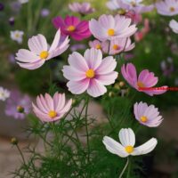 Oorspronkelijk Grieks plantje dat overal om ons heen te vinden is (6)