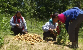 Past voor jeans of aardappelen (3)