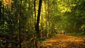 Het oor van een haas of konijn in jagersjargon. (5)