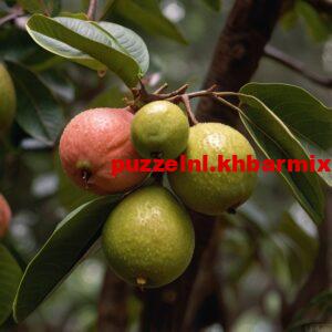 Vrucht-afkomstig-uit-tropisch-Amerika-mv-6-300x300 Vrucht afkomstig uit tropisch Amerika (mv) (6) letters?