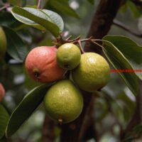 Vrucht afkomstig uit tropisch Amerika (mv) (6)