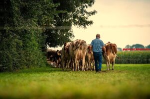 Voor een rund is de boer uit zijn doen in het eeuwenoude woud (6)