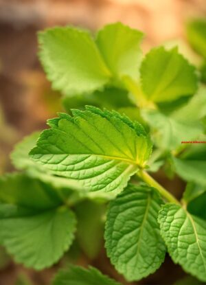 Bladeren van een bepaalde boom (9)