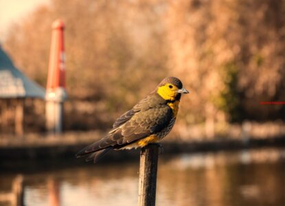 Met gevaar voor eigen leven zijn de vogels verdwenen (9)