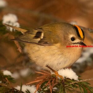 Wat is de kleinste vogel in Europa (8)