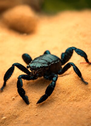 Zo'n insect is de Spaanse vlieg (9)