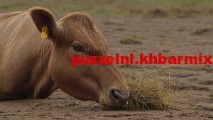 goud-franse-boer-1-300x169 goud franse boer "Vals gerucht"| Verhaaldetails