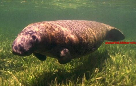Hoe heet de zeekoe die in het zoete water van de Amazone leeft
