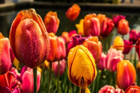 Van welk land is de tulp de nationale bloem