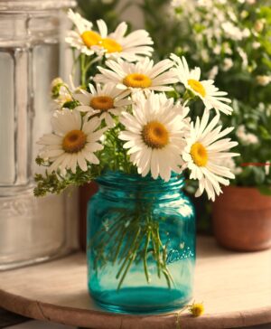 Wat is de bijnaam van een madeliefje